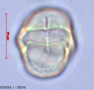 ISEM 1/Tabernaemontana_persicariifolia_28279/Tabernaemontana_persicariifolia_28279_0001(copy)_thumb.jpg
